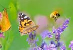 “Add-On BioDiversity” é a nova certificação de biodiversidade do Lidl e da GLOBALG.A.P