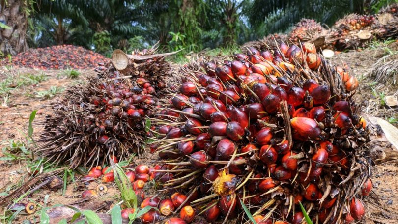 Preços globais dos alimentos em queda pelo 6º mês consecutivo