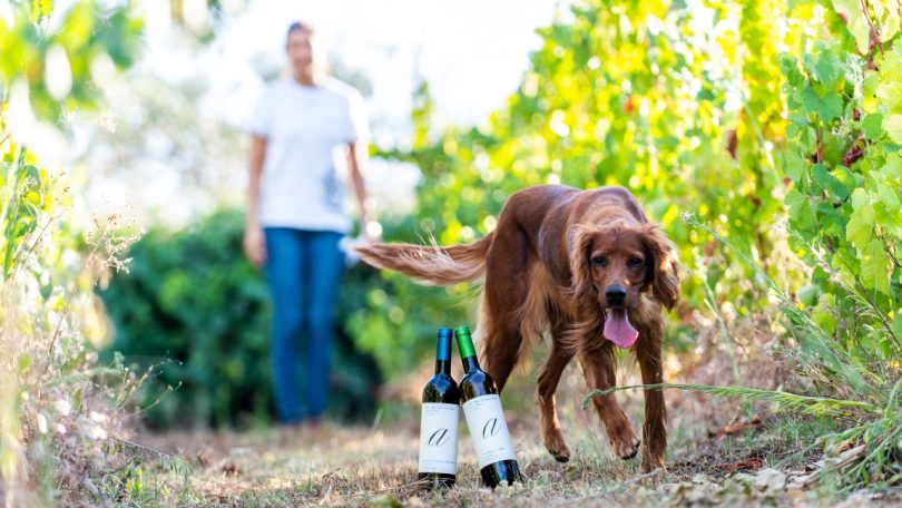 Novidades da semana: Novas marcas, cabazes e um ‘mar’ de bebidas