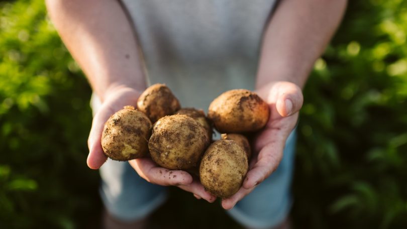PepsiCo adquire mais de 33 mil toneladas de batata de cultivo agrícola sustentável