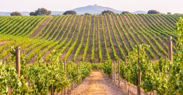 Exportações de vinhos portugueses atingiram os 928 milhões em 2023
