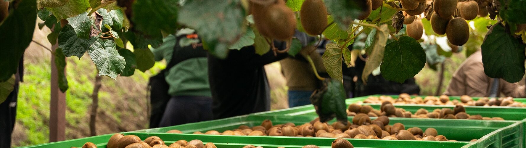 Mercadona comprou 5 mil toneladas de kiwi em Portugal em 2023