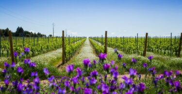 Mais de 35% dos vinhos do Alentejo são produzidos de forma mais sustentável