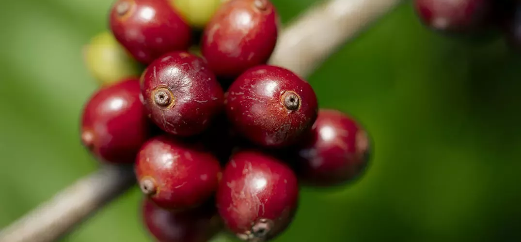 Nescafé antecipa metas e já adquire 32% do café a produtores sustentáveis