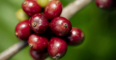 Nescafé antecipa metas e já adquire 32% do café a produtores sustentáveis