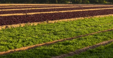 Do campo à fábrica – a estratégia de sustentabilidade da Vitacress