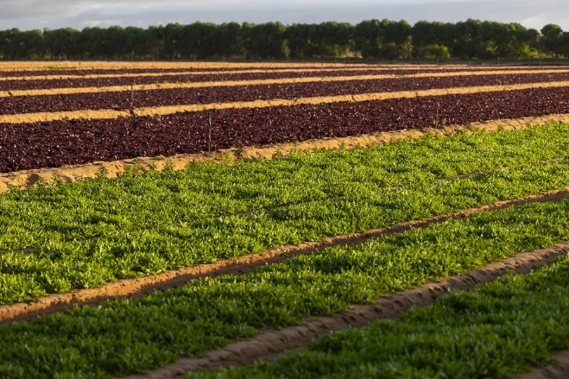 Do campo à fábrica – a estratégia de sustentabilidade da Vitacress