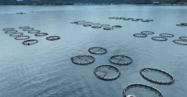 Jerónimo Martins adquire participação em empresa norueguesa de produção de bacalhau