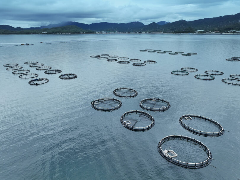 Jerónimo Martins adquire participação em empresa norueguesa de produção de bacalhau