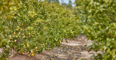 Compal abre candidaturas à Academia do Centro de Frutologia com bolsas de 60 mil euros