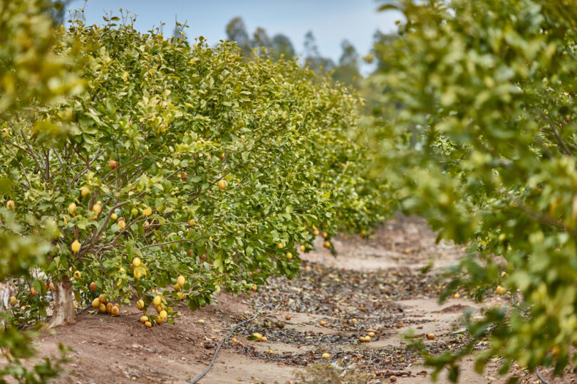 Compal abre candidaturas à Academia do Centro de Frutologia com bolsas de 60 mil euros