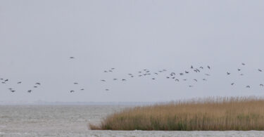Oliveira da Serra estabelece parceria com WWF para restauro ecológico no Estuário do Tejo