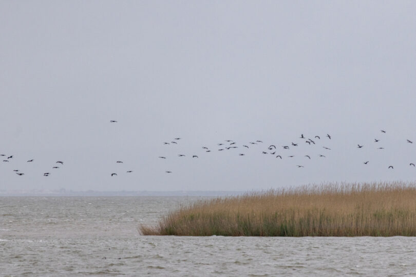 Oliveira da Serra estabelece parceria com WWF para restauro ecológico no Estuário do Tejo