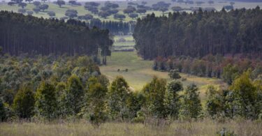 Navigator reforça uso de IA na indústria, floresta e logística