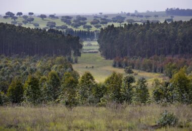 Navigator reforça uso de IA na indústria, floresta e logística